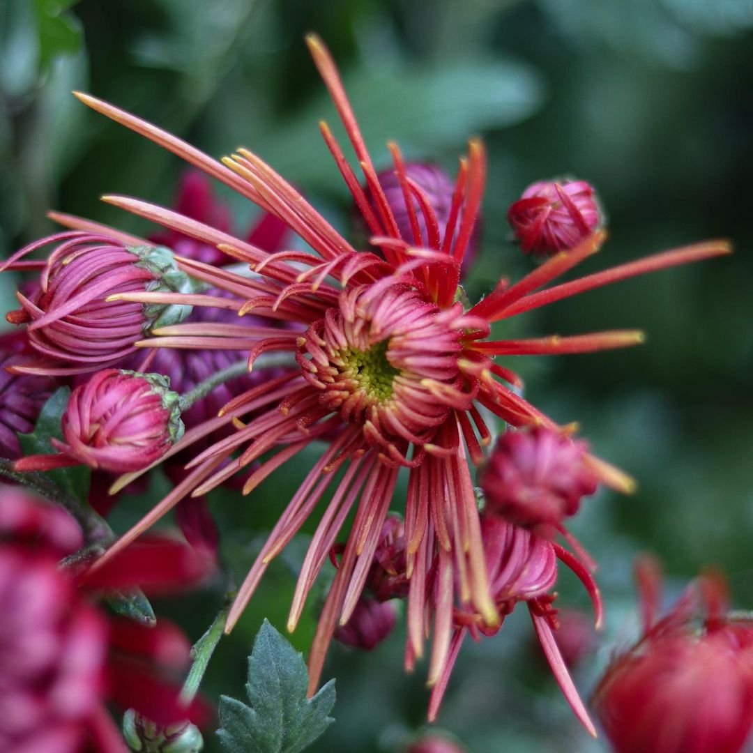 Gardening Fuji-Mums How to Grow and Care for Fuji Mums: A Complete Guide