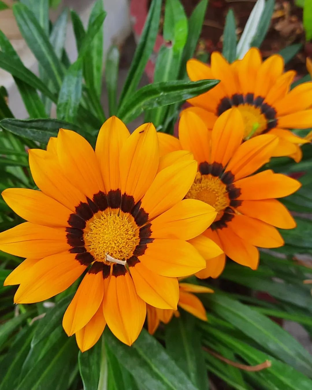 Gardening Sunflower Doppelgangers : 10 Flowers That Look Like Sunflower