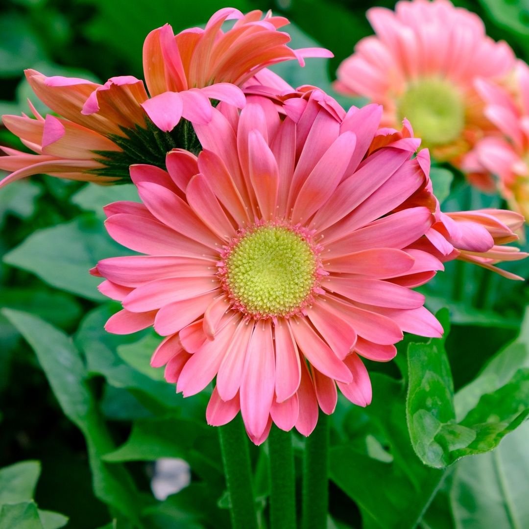 Gardening Sunflower Doppelgangers : 10 Flowers That Look Like Sunflower