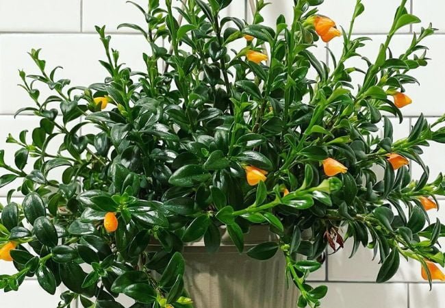 10 Essential Tips for a Thriving Goldfish Plant