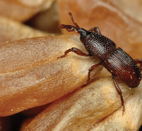 Gardening 10 Tiny Black Bugs That Look Like Poppy Seeds and How to Get Rid of Them