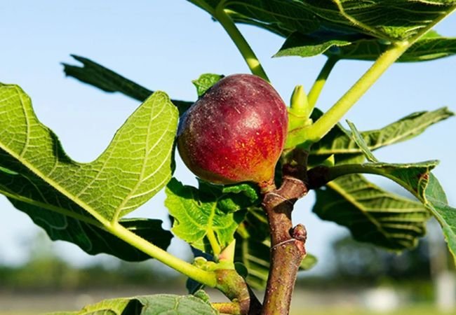 Growing Fig Trees: A Comprehensive Guide for Beginners