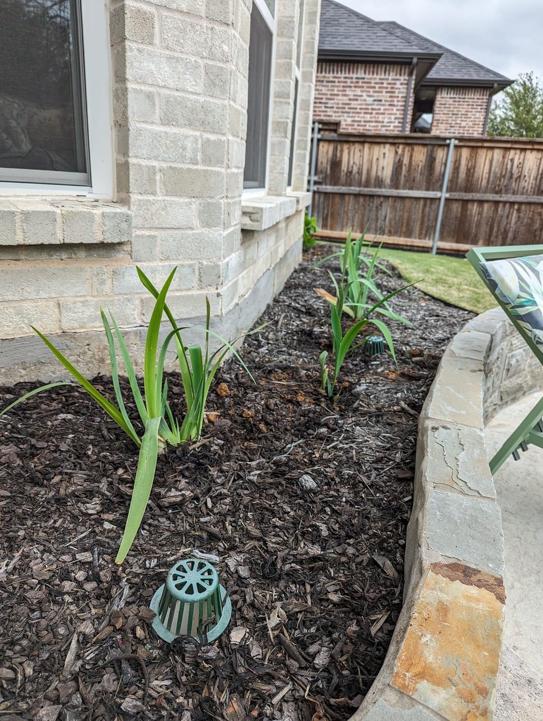 Gardening Growing-Irises-in-the-Garden-1 Cultivating Iris Flowers : Tips for Stunning Blooms