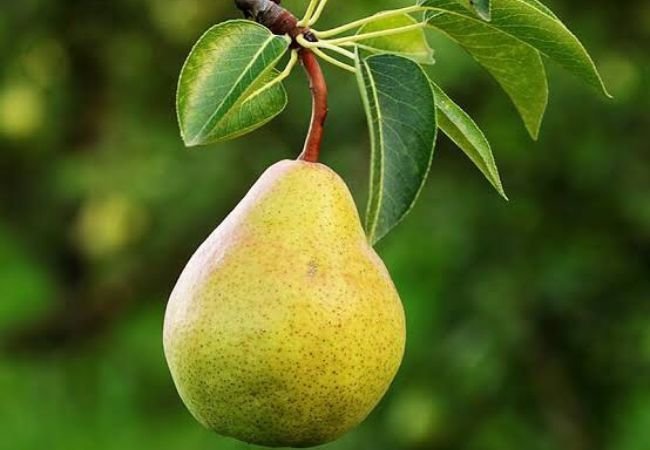 pears: The Ultimate Guide to Growing Pyrus Communis