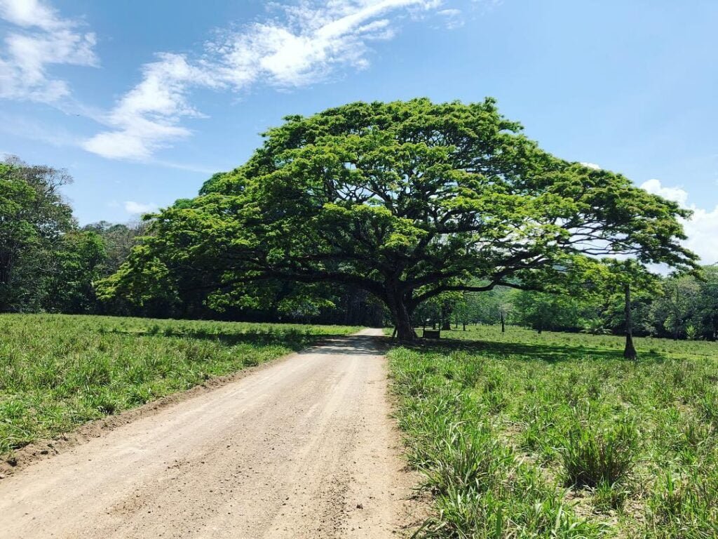 Guide to Greatness : Discovering Trees That Start with ‘G’ - Gardener's ...