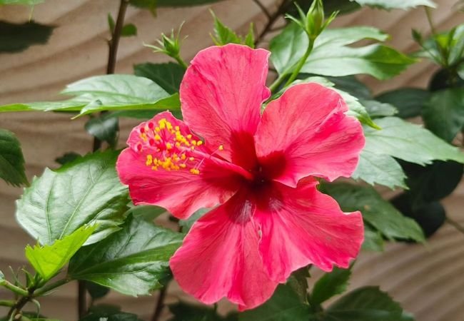 Hibiscus Flower: The Ultimate Guide to Growing and Caring