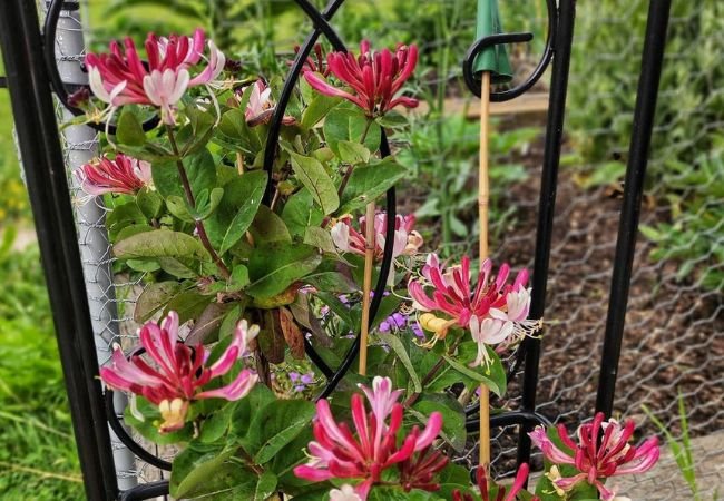 How To Grow and Care For Honeysuckle - A Fragrant Guide