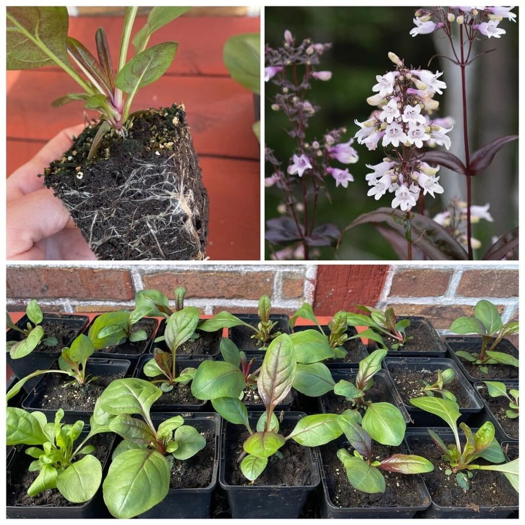 Gardening How-to-Plant-Foxglove-Beardtongue-1024x1024 Foxglove Beardtongue: Growing Tips for Vibrant Blooms