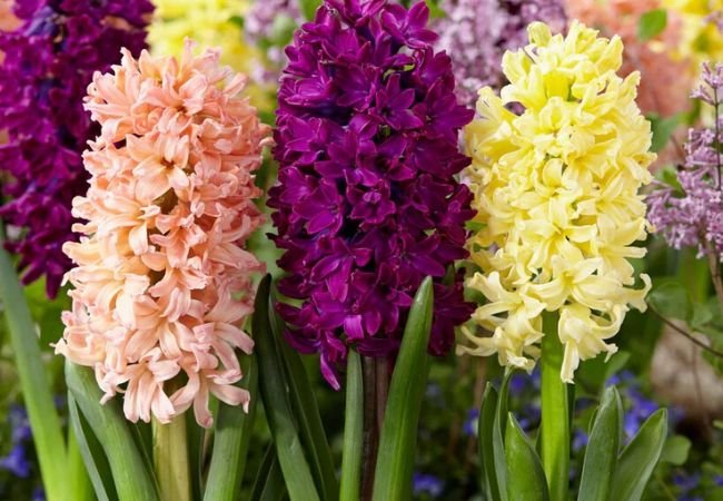 Hyacinth Flowers: Essential Planting and Growing Tips