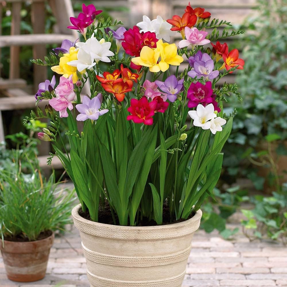 Gardening Freesia Care Guide : From Planting to Blooming