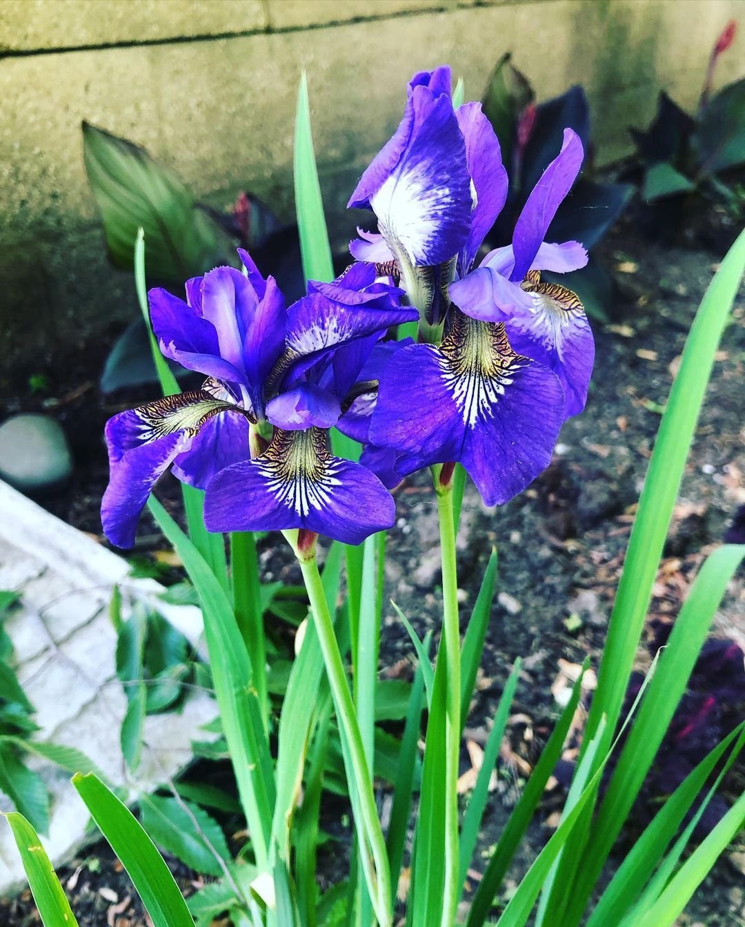 Gardening Cultivating Iris Flowers : Tips for Stunning Blooms