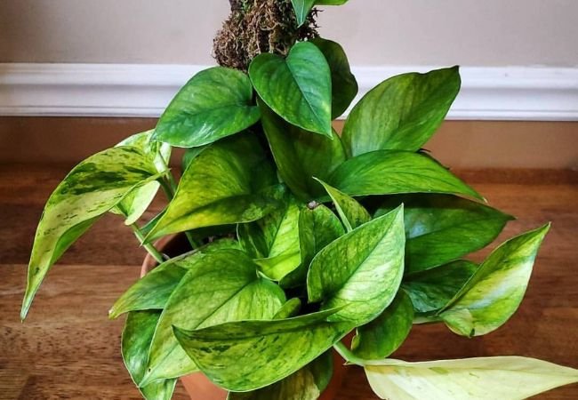 Jessenia Pothos: A Gorgeous Addition to Your Indoor Plant Collection