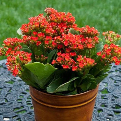Gardening Kalanchoe-blossfeldian Discover the 9 Best Mother of Thousands Varieties | Mother of Millions Types