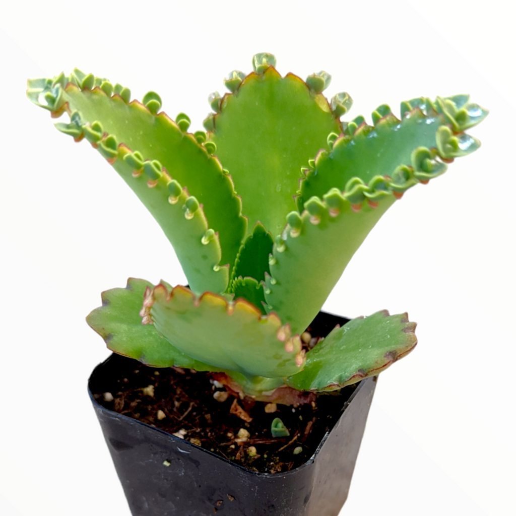 Gardening Kalanchoe-daigremontiana-The-Classic-Mother-of-Thousands Discover the 9 Best Mother of Thousands Varieties | Mother of Millions Types
