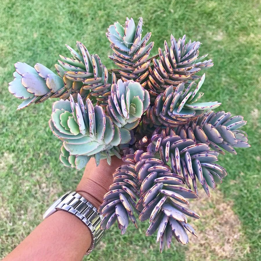 Gardening Kalanchoe-fedtschenkoi Discover the 9 Best Mother of Thousands Varieties | Mother of Millions Types