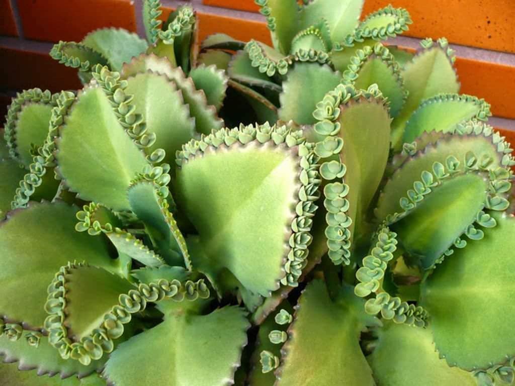 Gardening Kalanchoe-laetivirens Discover the 9 Best Mother of Thousands Varieties | Mother of Millions Types