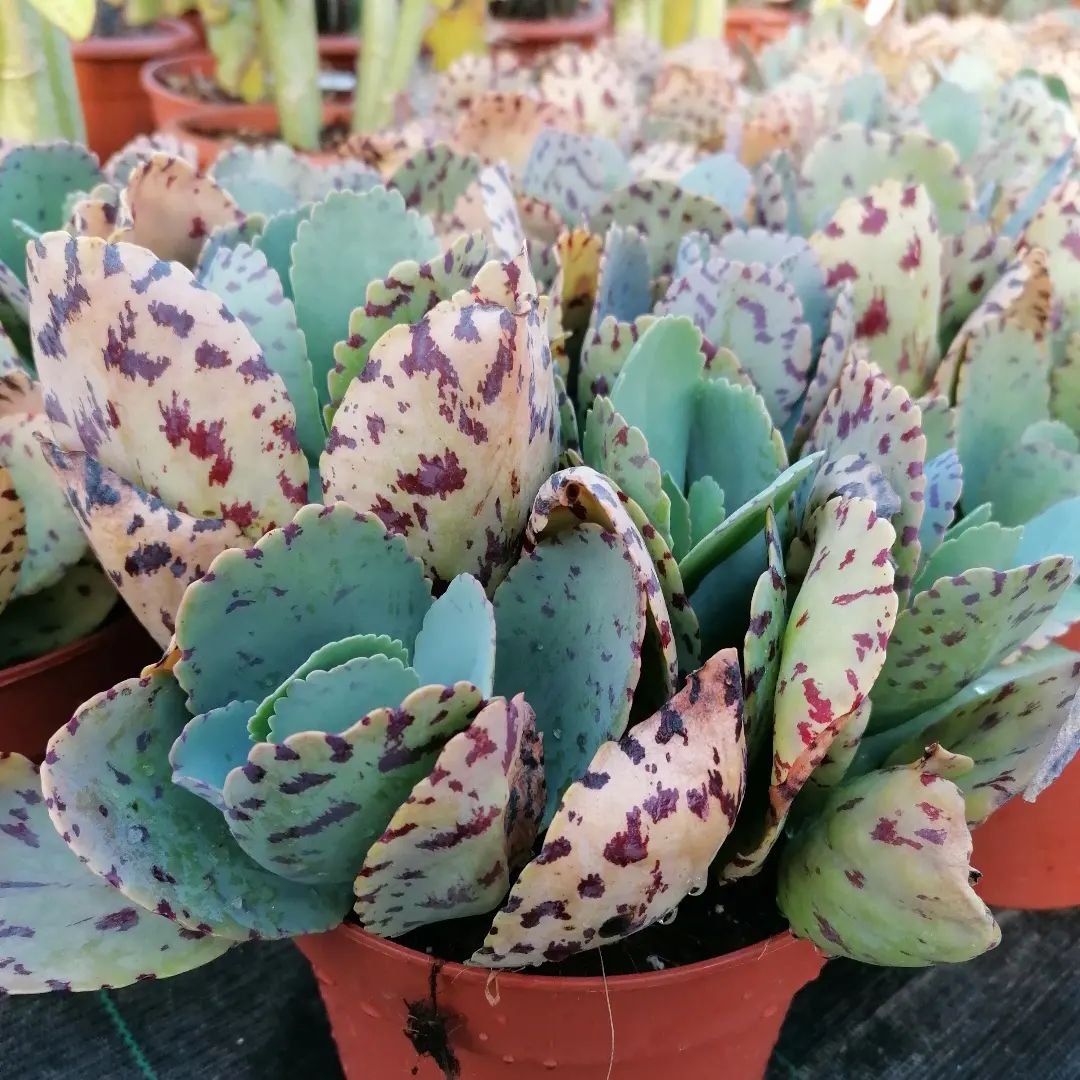 Gardening Kalanchoe-marmorata Discover the 9 Best Mother of Thousands Varieties | Mother of Millions Types