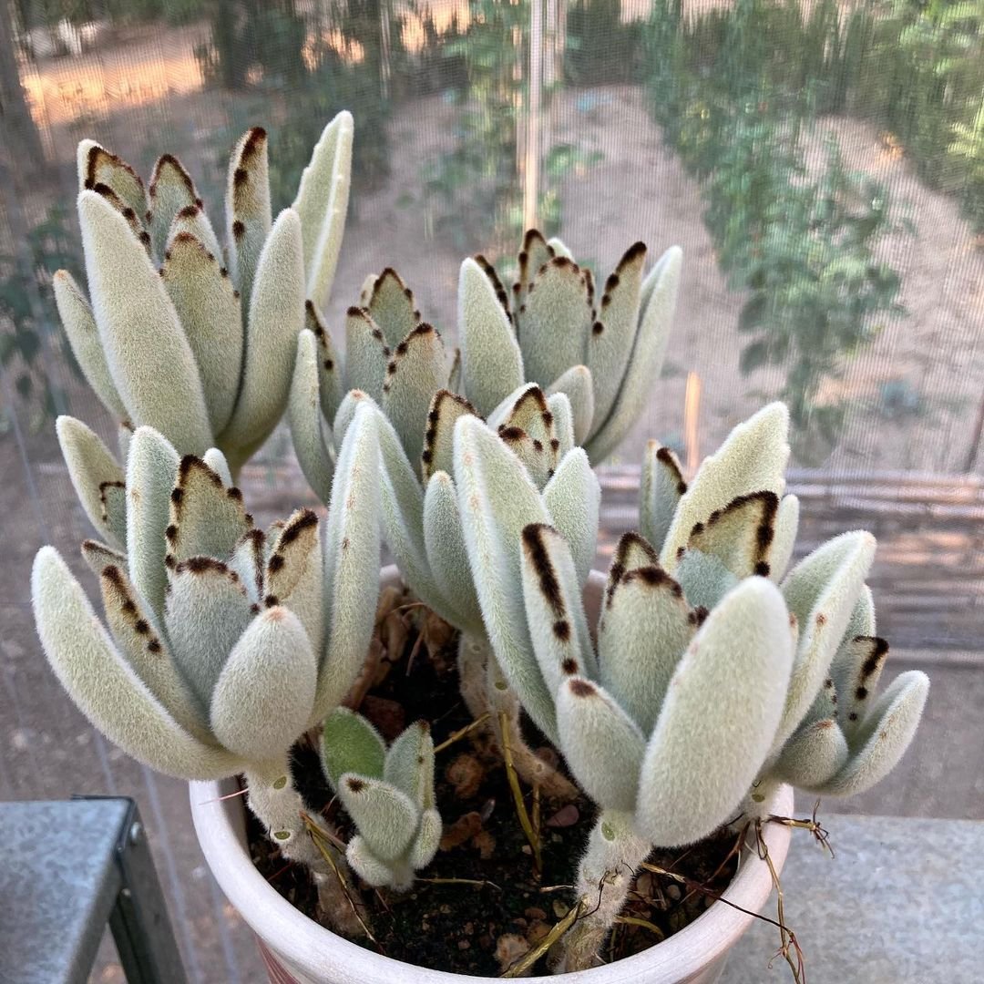 Gardening Kalanchoe-tomentosa-1 Discover the 9 Best Mother of Thousands Varieties | Mother of Millions Types