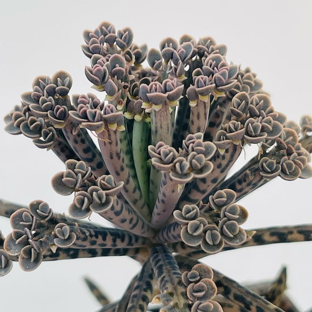 Gardening Kalanchoe-tubiflora Discover the 9 Best Mother of Thousands Varieties | Mother of Millions Types