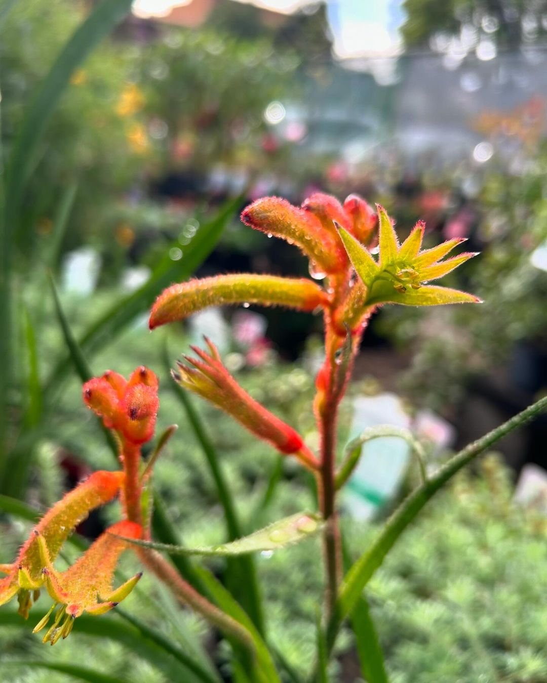 Gardening Kangaroo-Paw-Anigozanthos-flavidus 14 Flowers That Look Like Birds : Beauty in Nature's Design