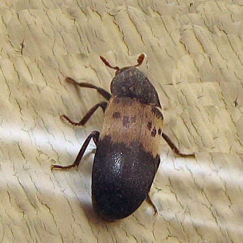 Gardening Larder-Beetles 10 Tiny Black Bugs That Look Like Poppy Seeds and How to Get Rid of Them