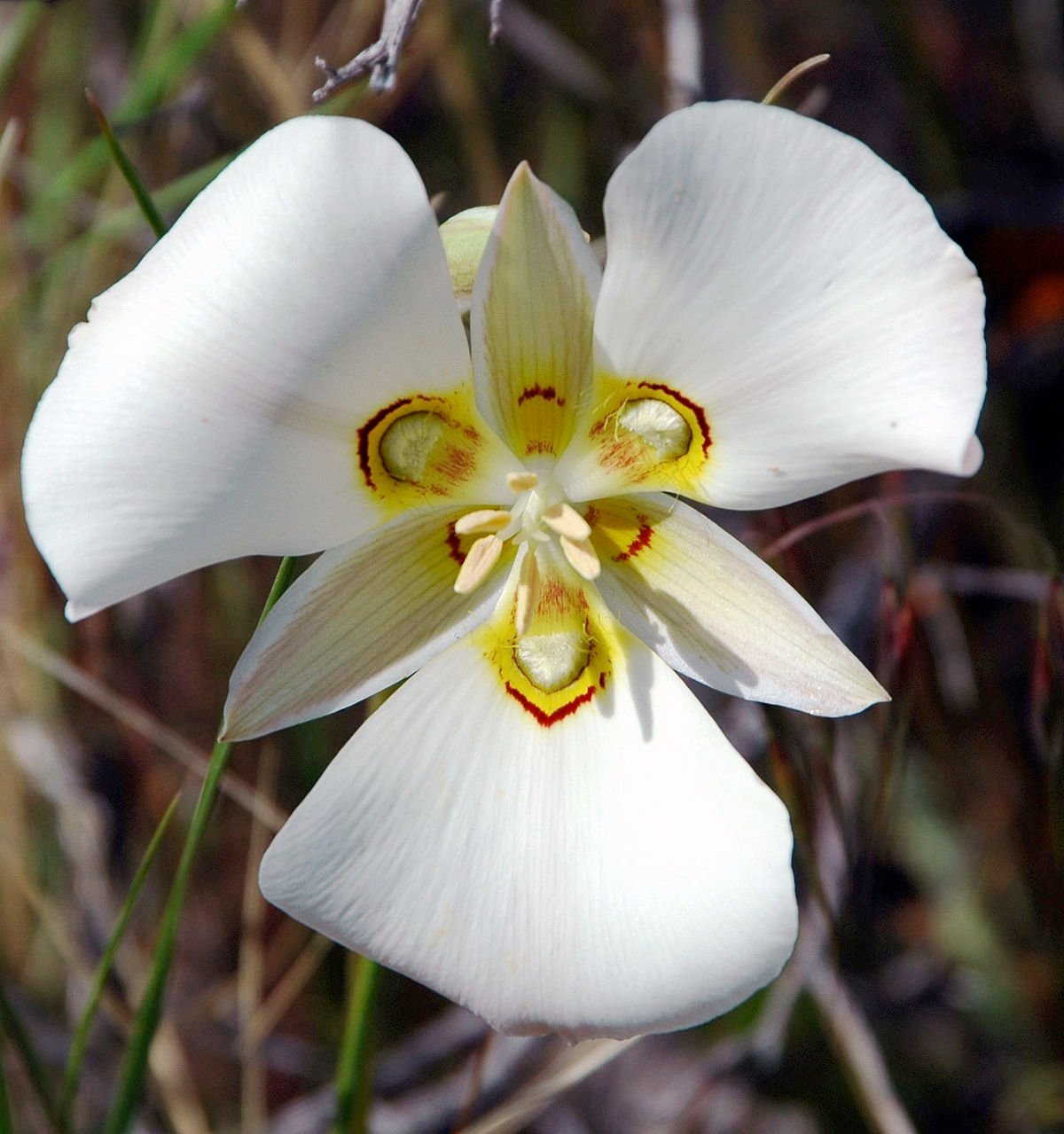 Gardening Laughing-Bunny-Flower-Calochortus 14 Flowers That Look Like Birds : Beauty in Nature's Design