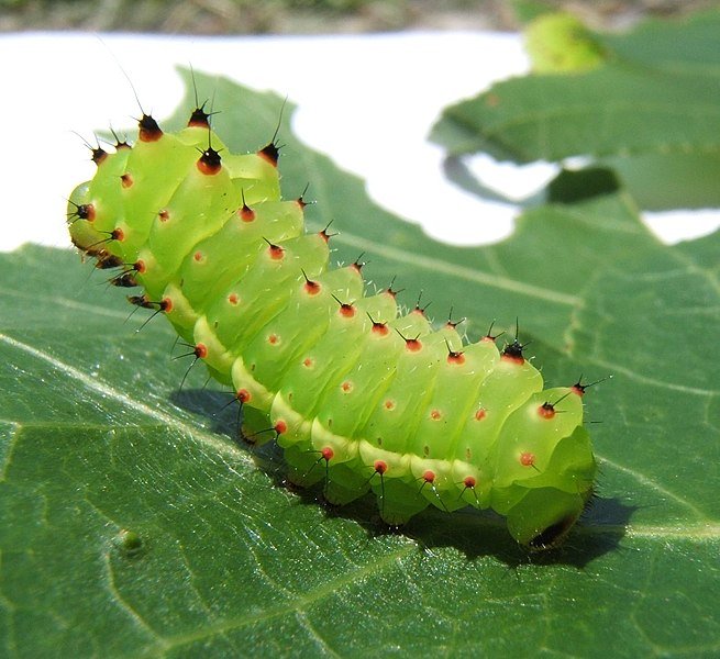 Gardening Luna-Moth-Larval-Food-Plant-Actias-luna 26 Stunning Moths That Look Like Butterflies