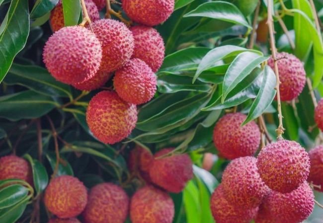 Lychee Legends: Unveiling the Secrets of Successful Growth