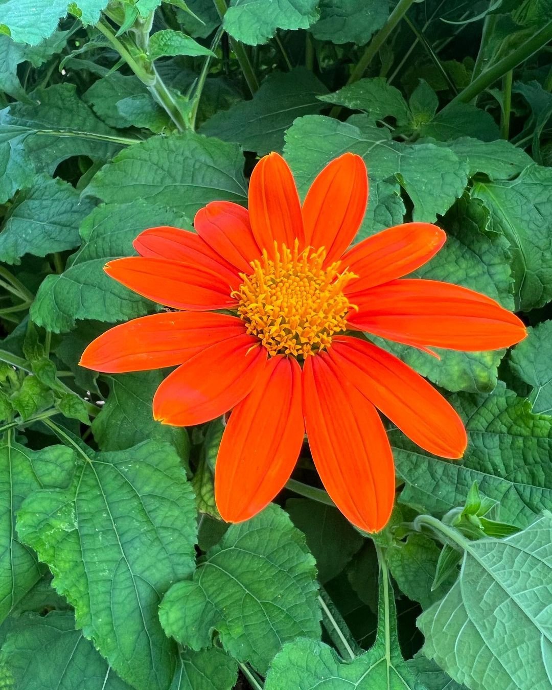 Sunflower Doppelgangers : 10 Flowers That Look Like Sunflower