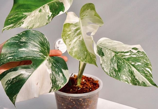 Monstera Albo Care: Essential Tips for Healthy Growth