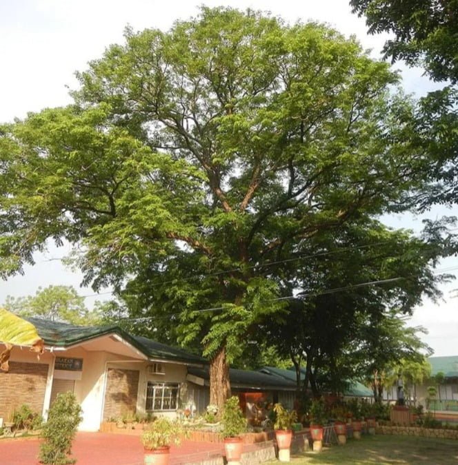 Gardening Narra-Tree Trees That Start with N : Choosing the Best Guide