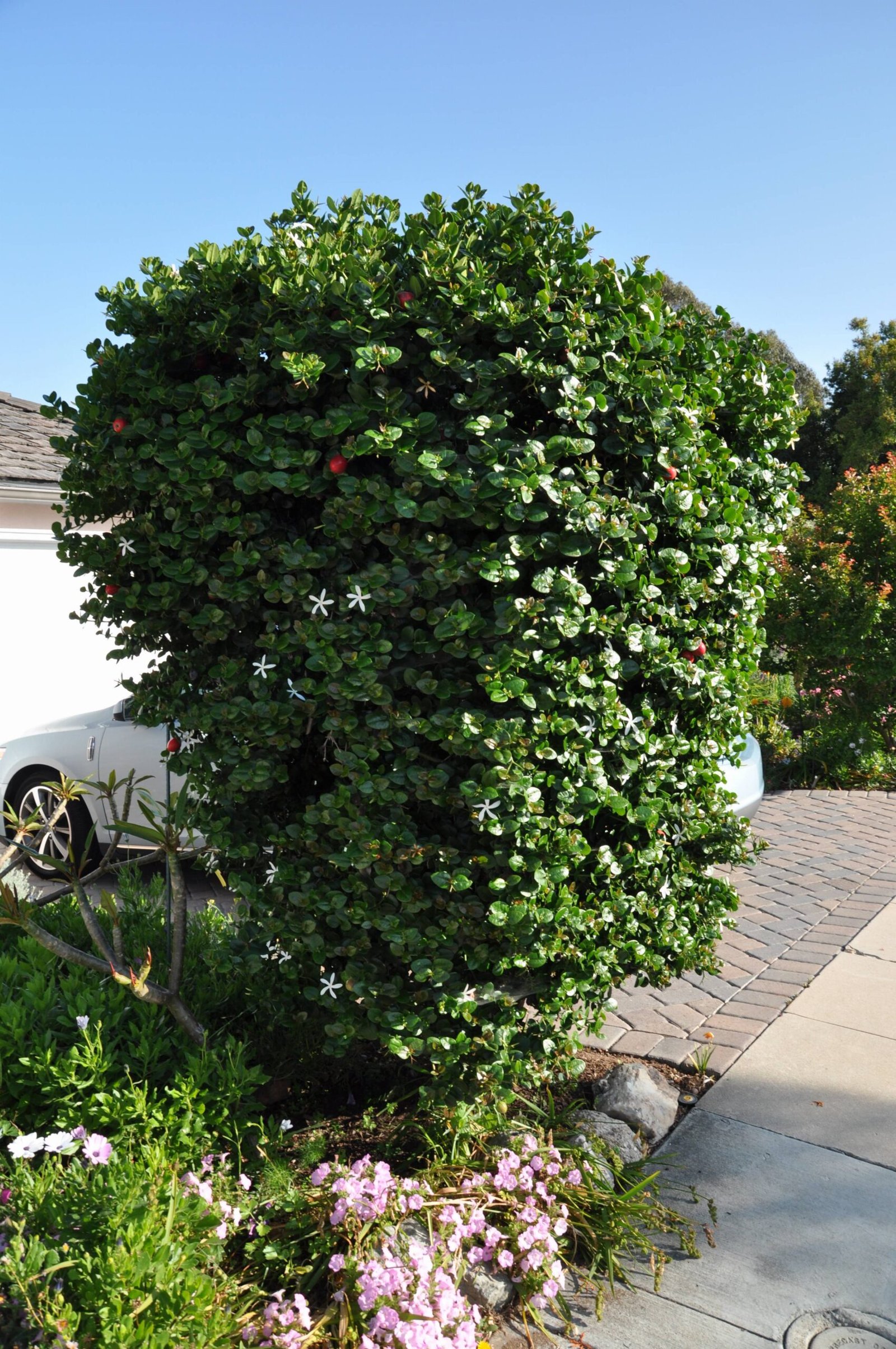 Gardening Trees That Start with N : Choosing the Best Guide