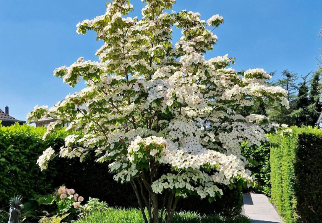 Nature's Beauty: Trees That Start with 'D'