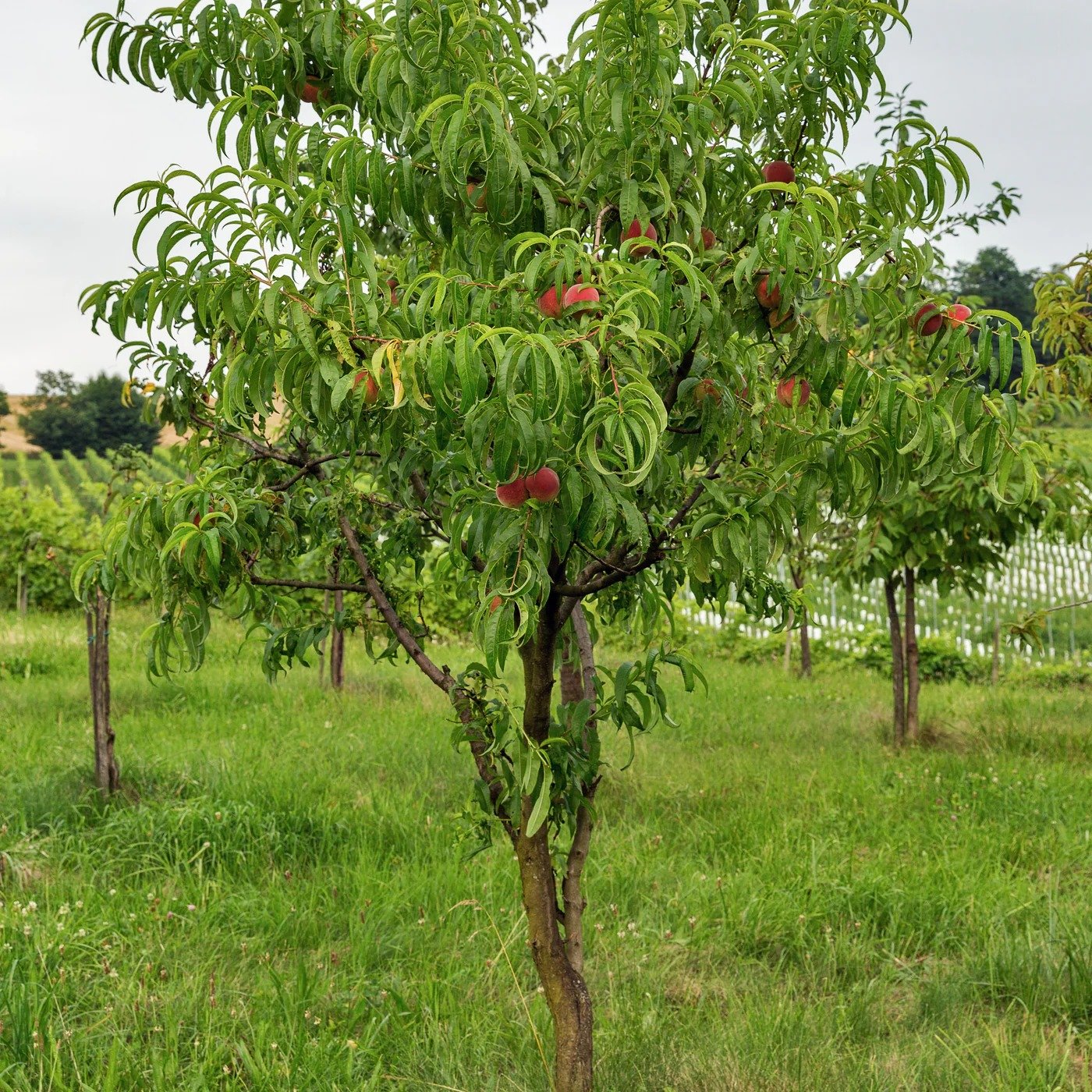 Gardening Nectarine-Tree Trees That Start with N : Choosing the Best Guide