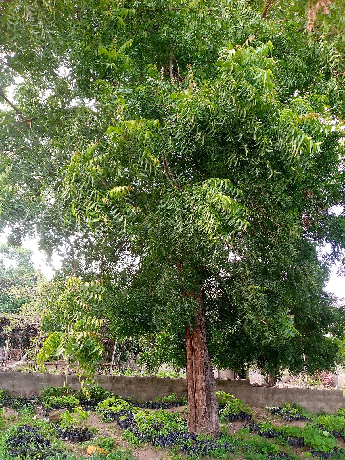 Gardening Trees That Start with N : Choosing the Best Guide
