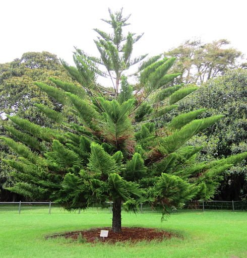 Gardening Trees That Start with N : Choosing the Best Guide