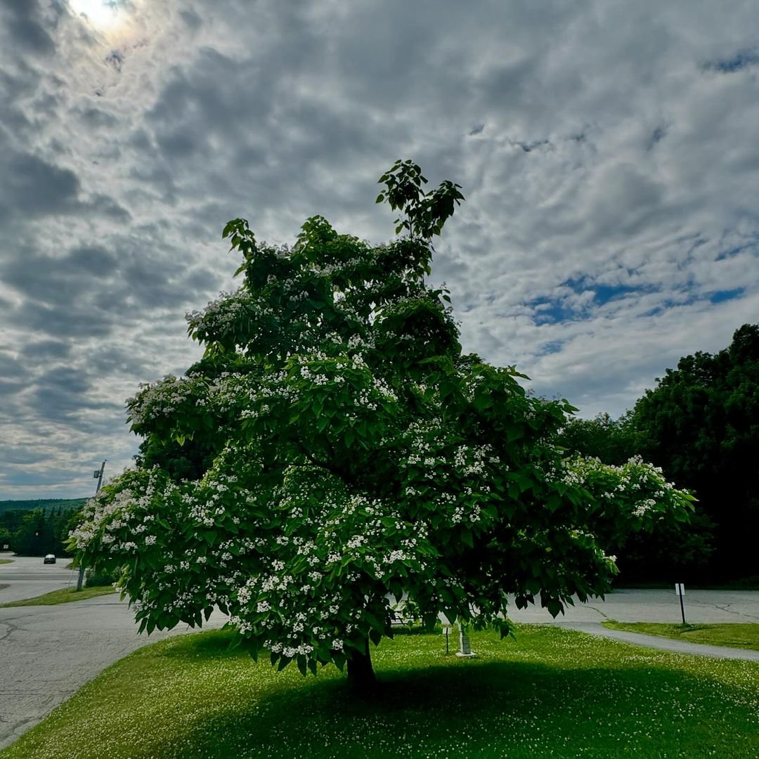 Gardening Trees That Start with N : Choosing the Best Guide