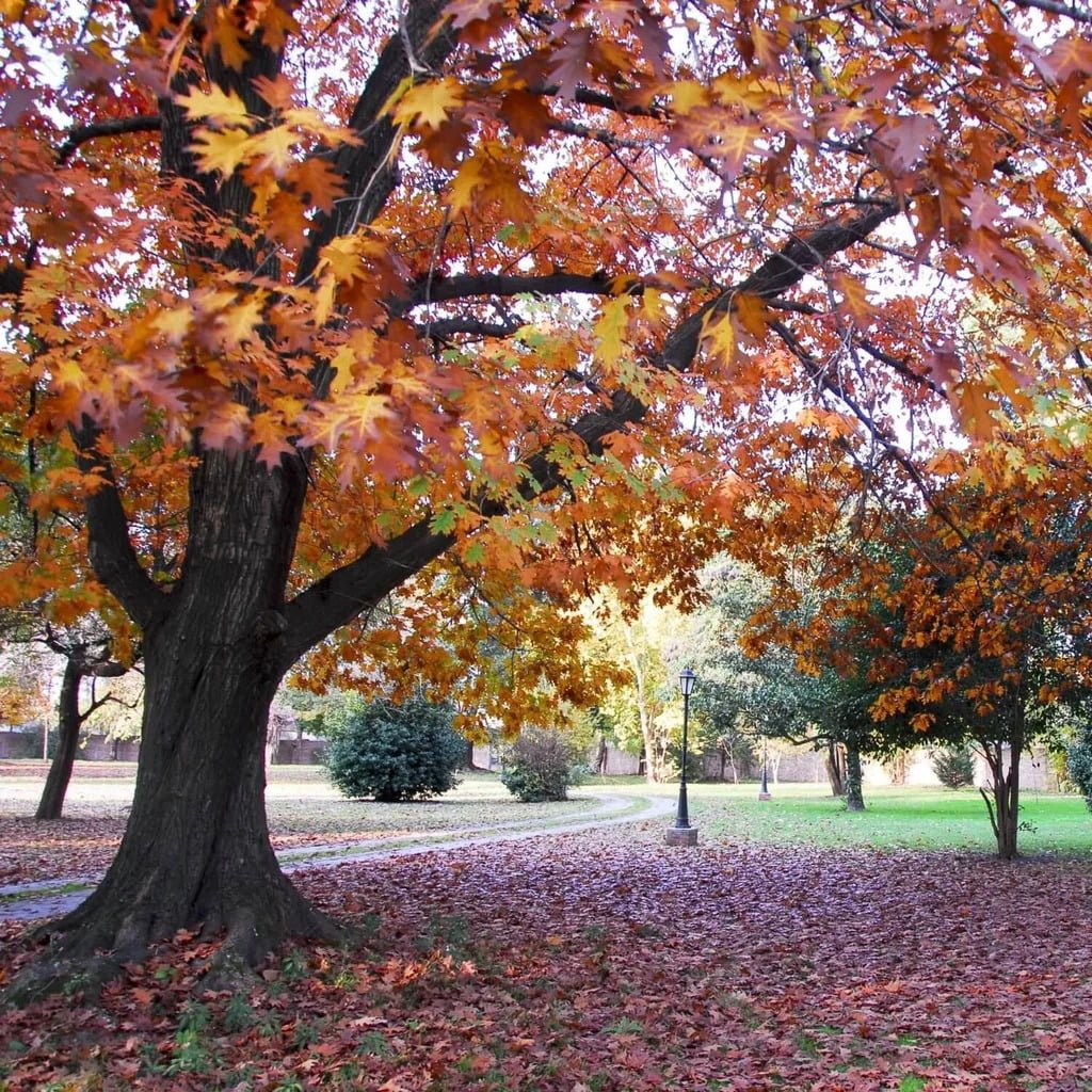 Gardening Trees That Start with N : Choosing the Best Guide
