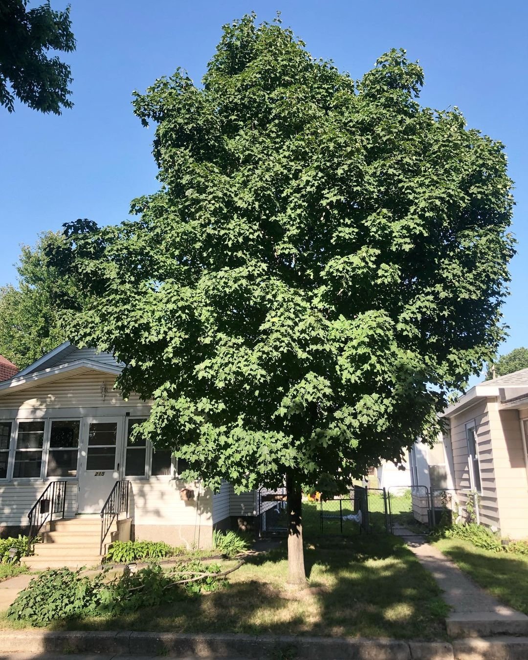 Gardening Norway-Maple Trees That Start with N : Choosing the Best Guide