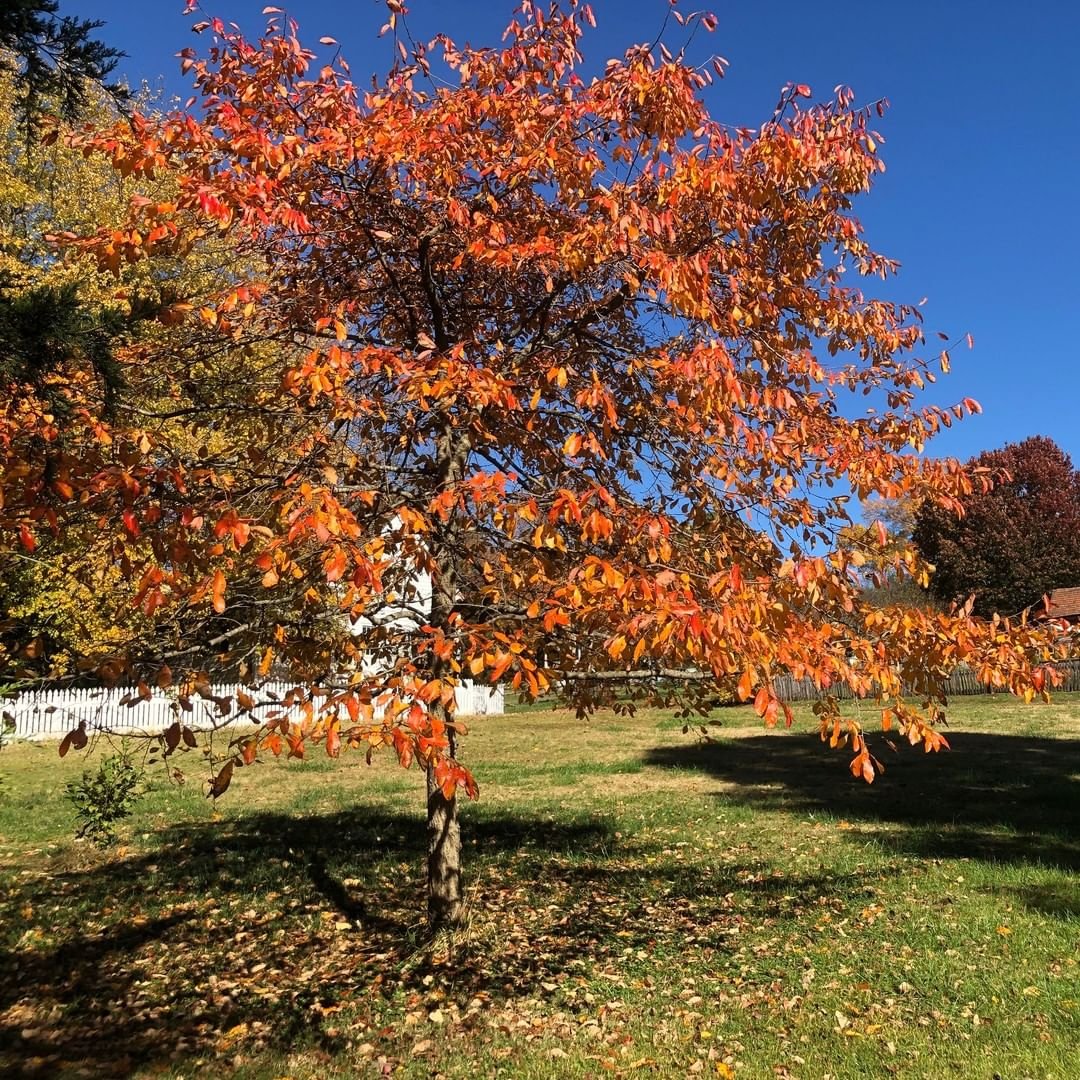 Gardening Nyssa-Tree-Nyssa-sylvatica Trees That Start with N : Choosing the Best Guide