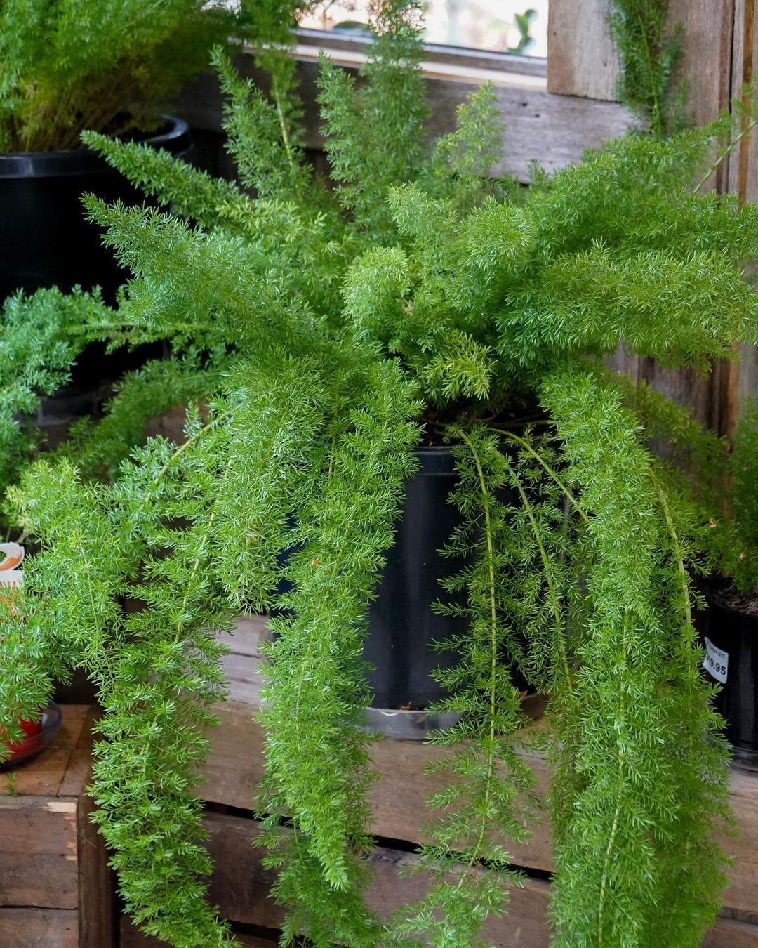 Easy Foxtail Fern Care Tips - Gardener's School