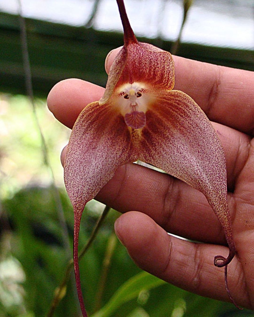 Gardening 14 Flowers That Look Like Birds : Beauty in Nature's Design