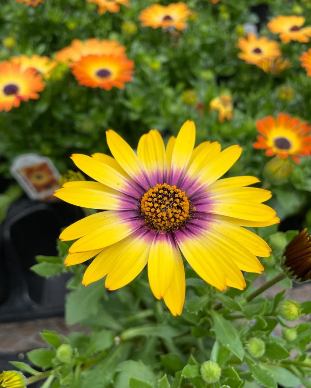 Gardening Sunflower Doppelgangers : 10 Flowers That Look Like Sunflower