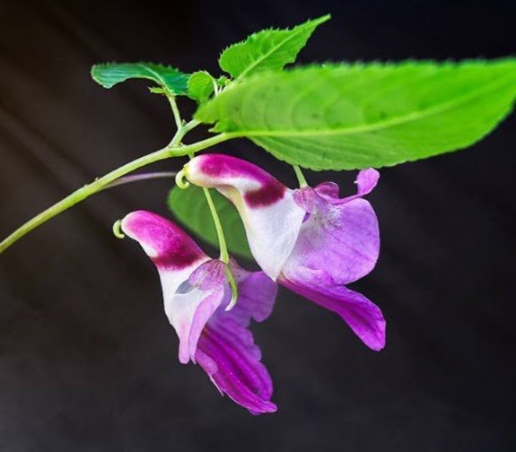Gardening Parrot-Flower-Impatiens-psittacina 14 Flowers That Look Like Birds : Beauty in Nature's Design