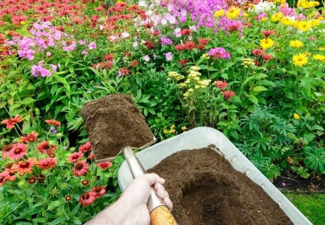 Peat-Free Gardening: Debunking the Myths and Embracing Sustainable Solutions