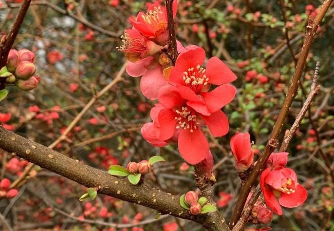 How to Grow and Care for Pink Quince: A Complete Guide