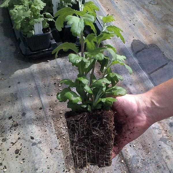 Gardening Plant-Pompom-Chrysanthemums How to Grow and Care for Pompom Chrysanthemums : A Complete Guide