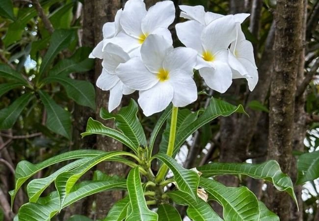 Growing Plumeria Pudica: A Step-by-Step Guide