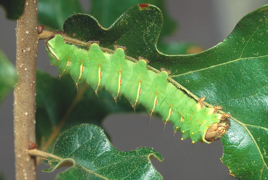 Gardening Polyphemus-Moth-Larval-Food-Plant-Antheraea-polyphemus 26 Stunning Moths That Look Like Butterflies