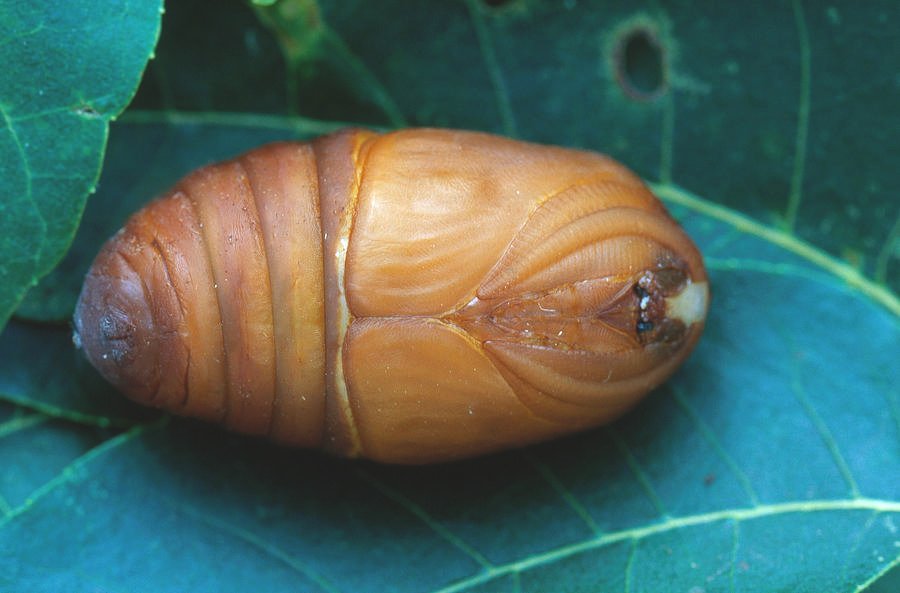 Gardening Polyphemus-Moth-Pupa-Antheraea-polyphemus 26 Stunning Moths That Look Like Butterflies